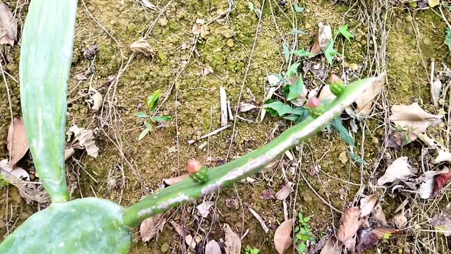 仙人掌花苞