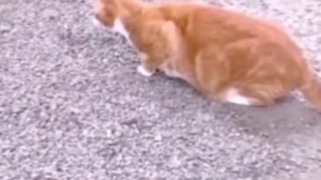 Cat catch a fish