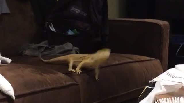 Bearded dragon tries to jump to table but falls to the ground