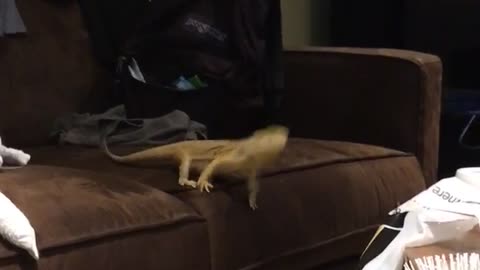 Bearded dragon tries to jump to table but falls to the ground
