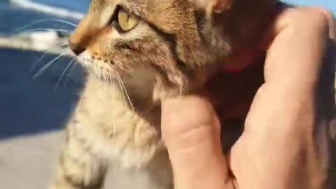 Cat ..watch this😍😍