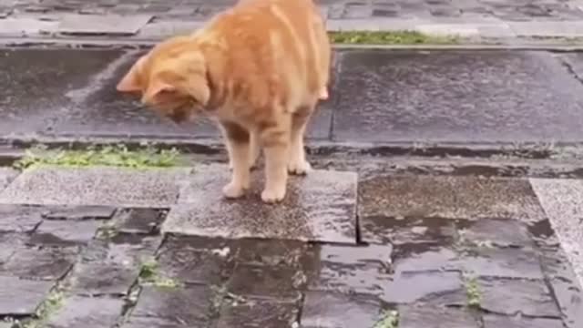 funny comedy clip. cats are afraid of rats