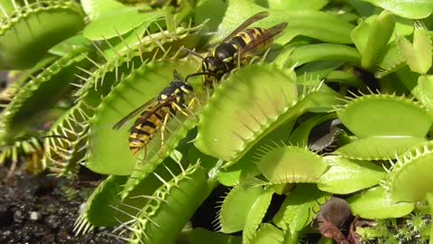 Yellow Jackets Captured by Venus Fly Trap