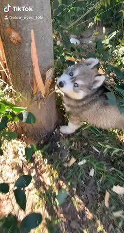 Puppy husky biting tree