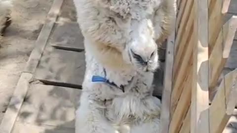 Dazed Alpaca