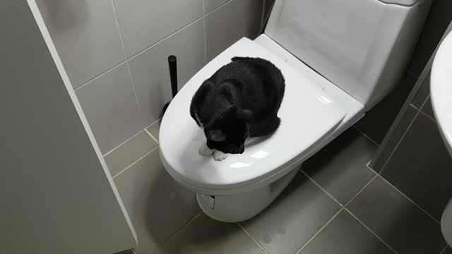 cat on the toilet