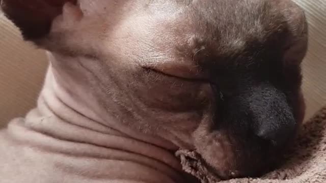 Cat being woken up and making weird face