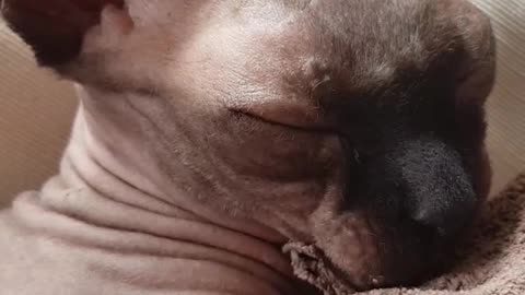 Cat being woken up and making weird face