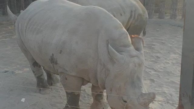 Dubai safari park