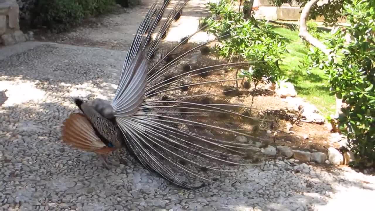 The Peacock Mating Ritual | The Peacock | Animals World | wildearth