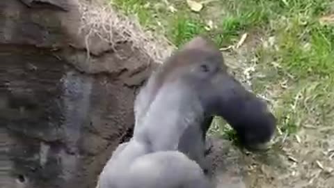 Funny gorilla walking backwards.