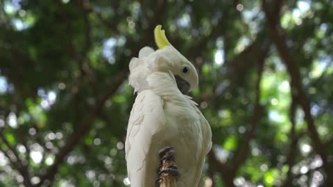 The rarest parrot bird you've ever seen