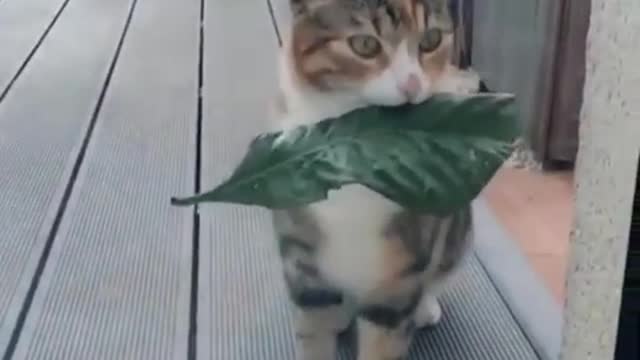 This Very Thoughtful Cat Brings Its Owner A Gift