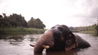 elephant @@ lake