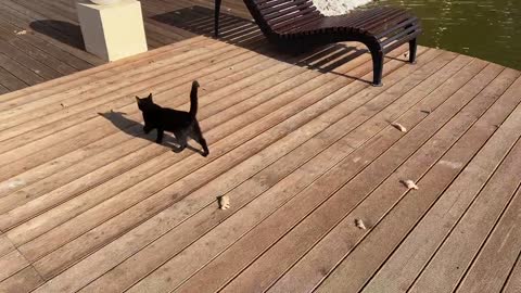 Black Cat in a Wooden Pier