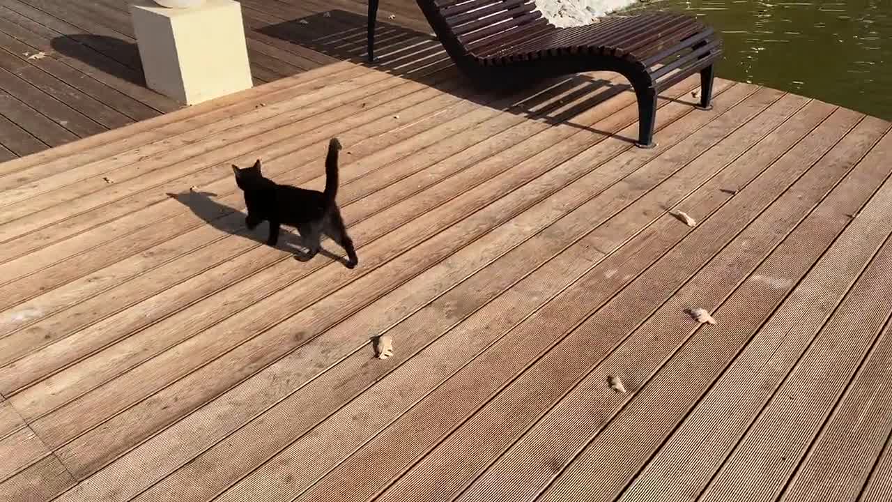 Black Cat in a Wooden Pier