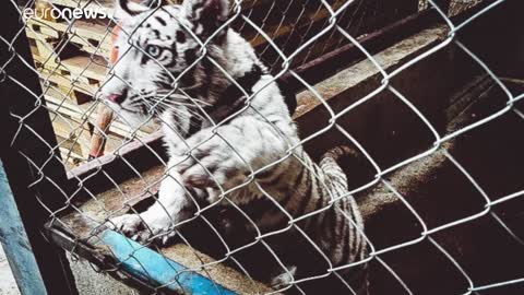 Milhares de animais selvagens apreendidos