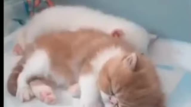 😍too much cute cute kittens video compilation🥰#shorts #kitten #cutcat