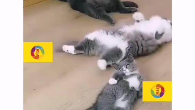 cute smart cats