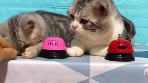Funny Cat Ordering food