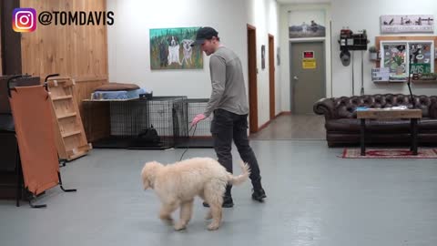 How to Tach ANY dog to walk nice on the leash /Tom Davis