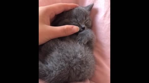 Funniest Animals - Best Of The 2021 Funny Animal Videos #53