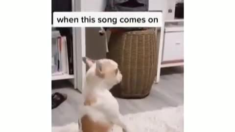 Why does my dog does this EVERYTIME this song comes ON !!!!