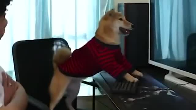 Don’t stop a smartest dog playing video games