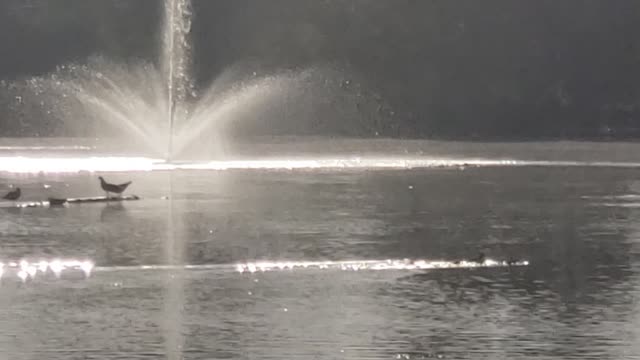 Ducklings Swimming Early Morning at Pond