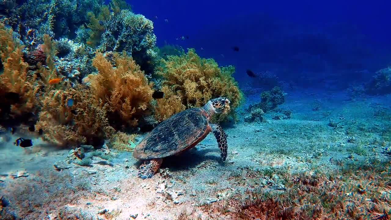 Beautiful Seabed Invisible To Humans