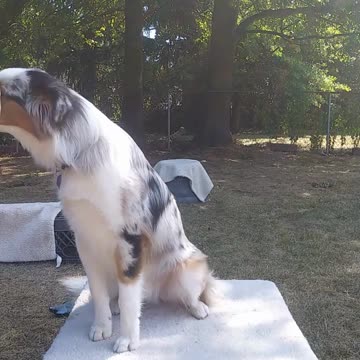 Circuit Training and Practice afternoon shorts a