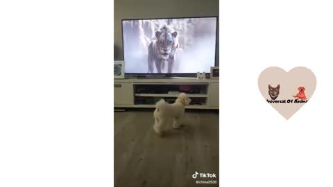 dog vs comedy