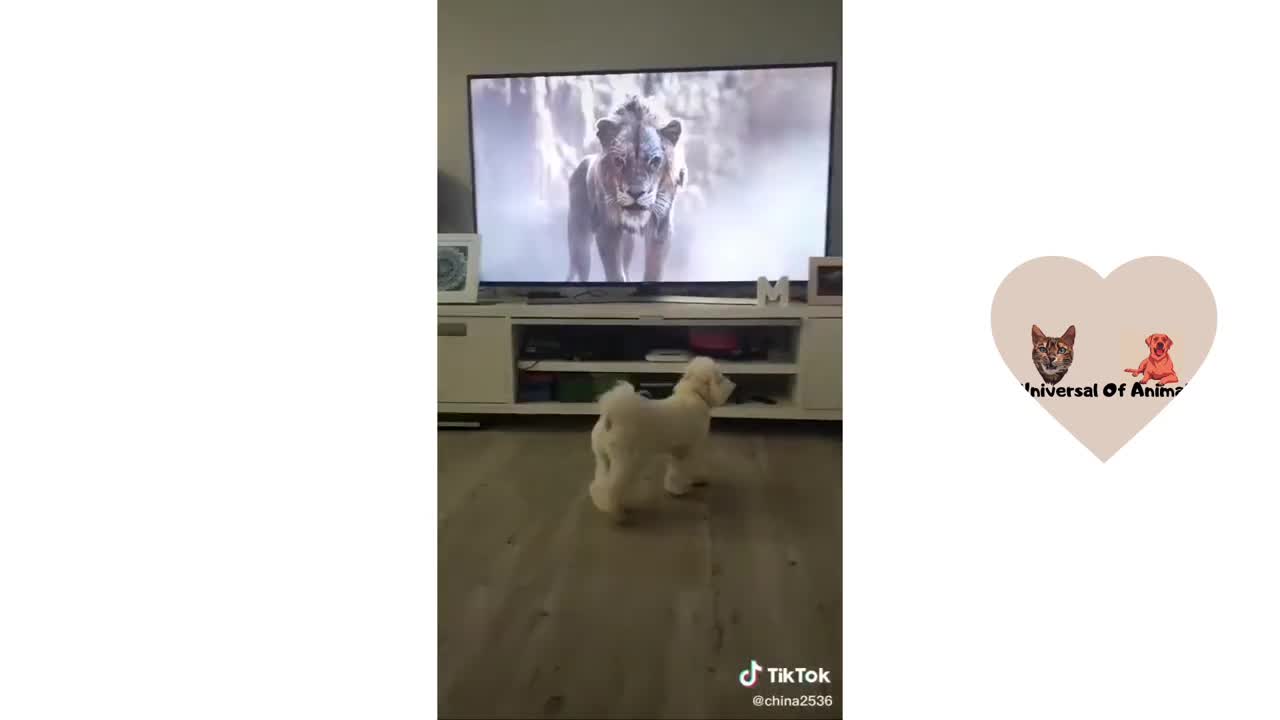 dog vs comedy