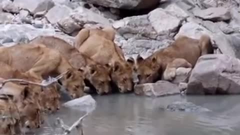 The whole group of lions invited each other..