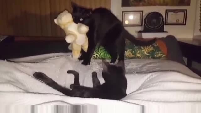 Gato negro lleva a su animal de peluche a la cama