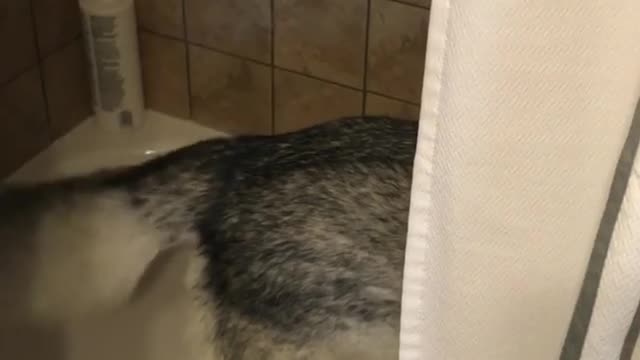 Stubborn Husky Dog Videos 😁😇 Best Funny Animal Videos 2022 😺 Funny Dog Videos 2022 😁