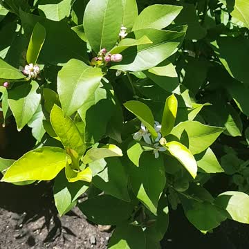 Lamon Tree In My Garden.