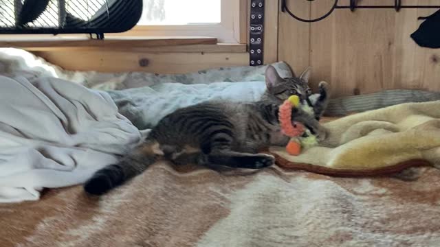 Pancake at play after meal