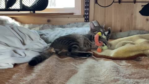 Pancake at play after meal