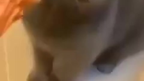 9.cute cat funny #shorts4