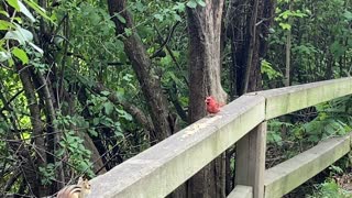 Redtipped black bird a Cardinal and a Chipmunk