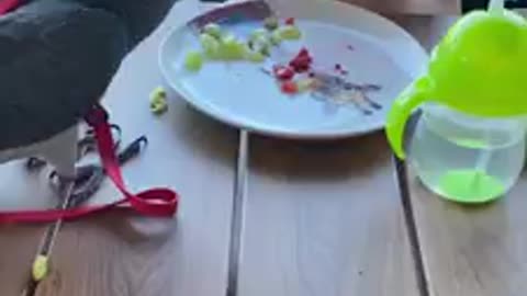 A baby sharing his meal with a parrot