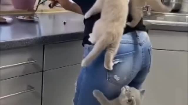 Three baby cats play with girl.