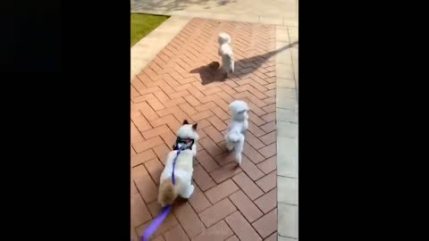 Cute and funny lovable pets