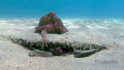 Young Octopus Attempts to Woo Mate