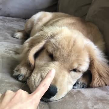 Booping her cute puppy too many times