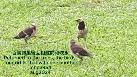 百鳥歸巢後互相慰問和吹水 Returned to the trees, the birds comfort & chat with one another mhp3954 aug2024