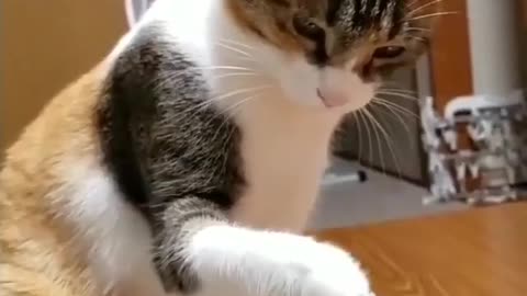 Funny Cat 😺| Please Follow Me