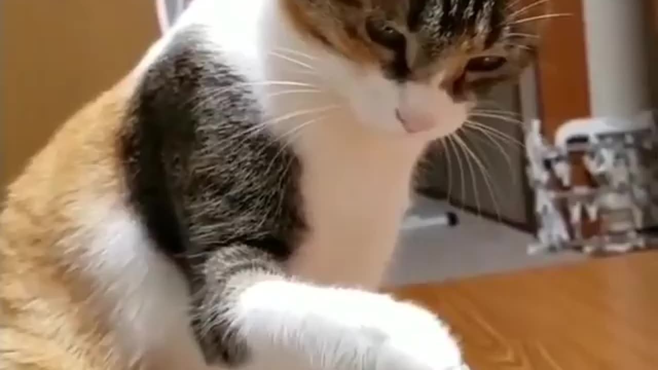 Funny Cat 😺| Please Follow Me