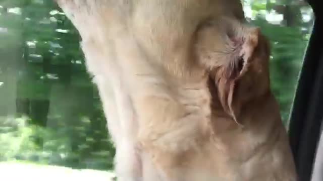 Patriotic dog Sings Taps